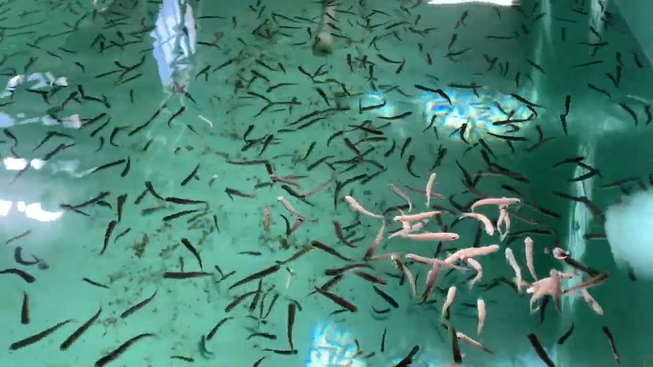 Counting and Feeding Young Fry