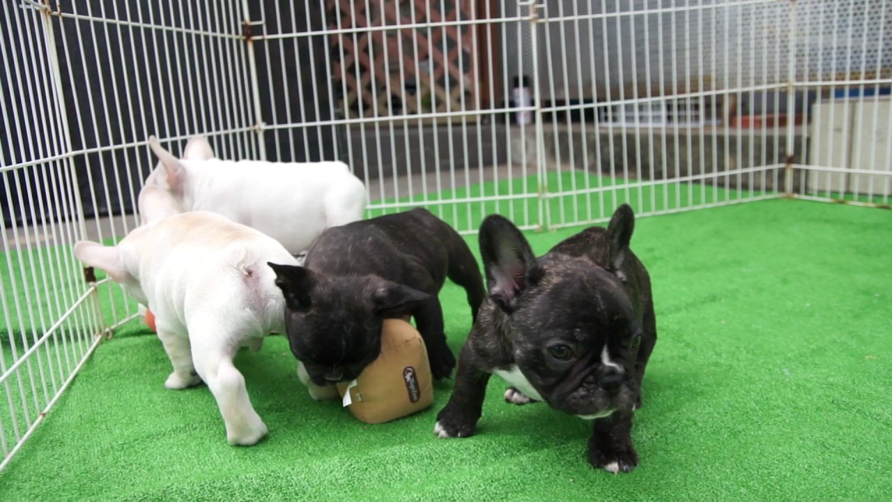 Gargoyles Kennel  French Bulldog Puppy