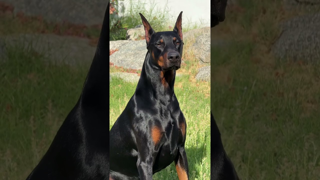 3 months old Doberman puppy to 6.5 years old 🔥 #doberman #dogs