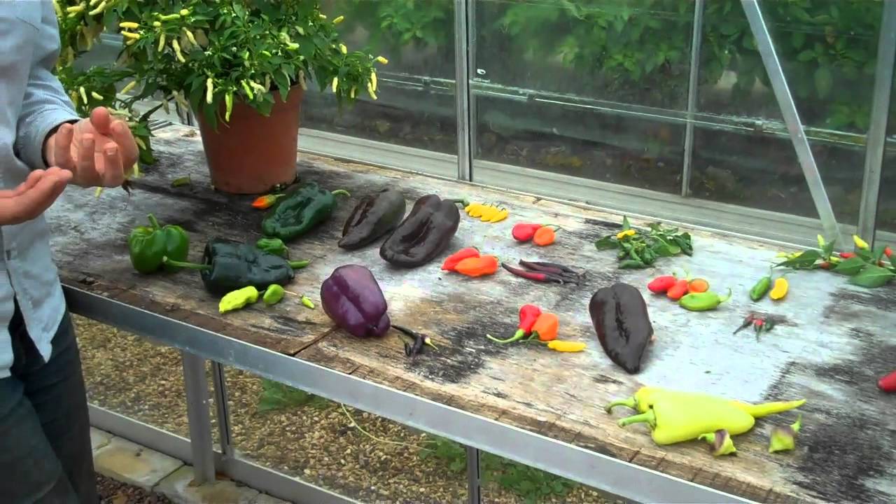 Explaining colour change in peppers