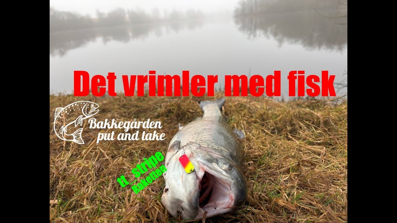 Bakkegården - Det stikker helt af i busken