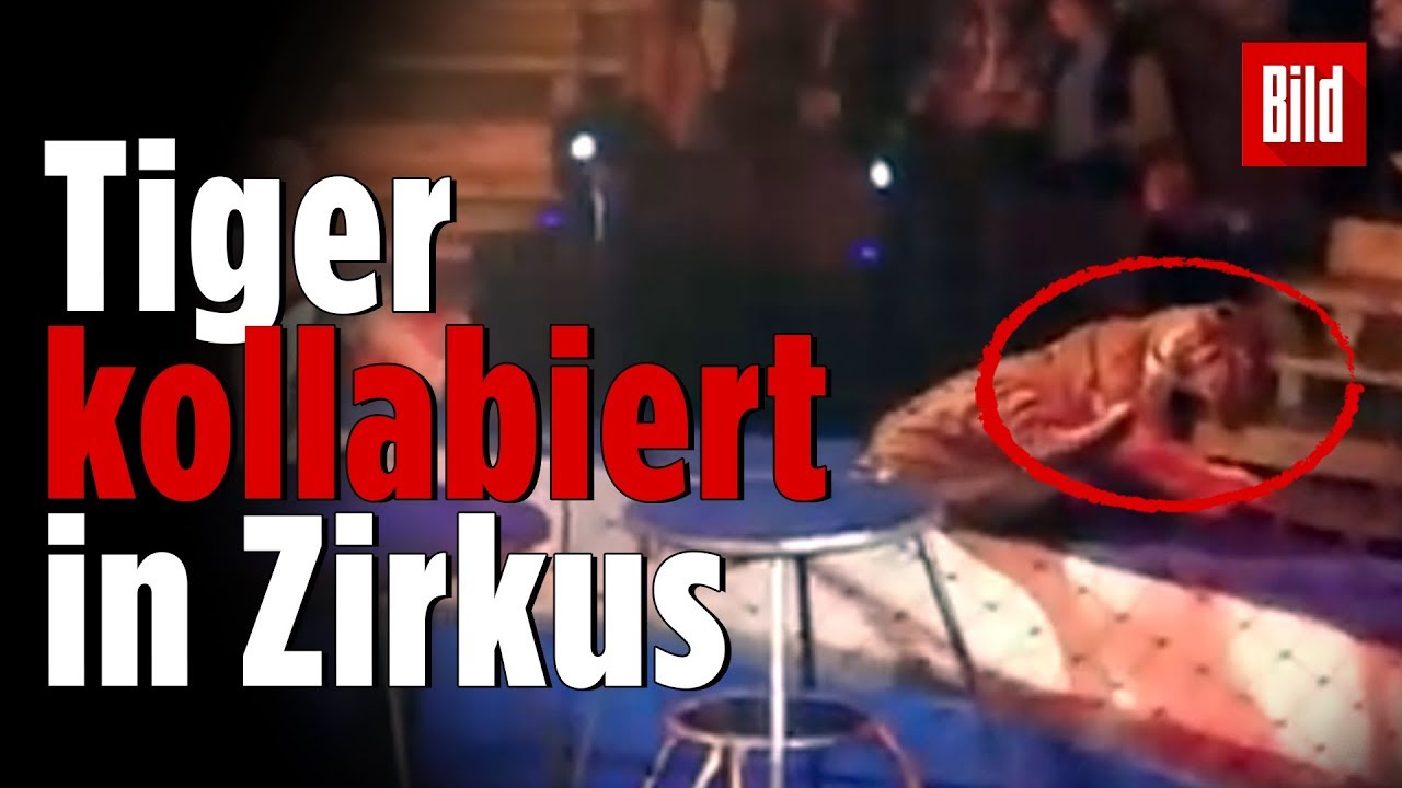 Tiger soll durch brennenden Reifen springen, dann passiert es ...
