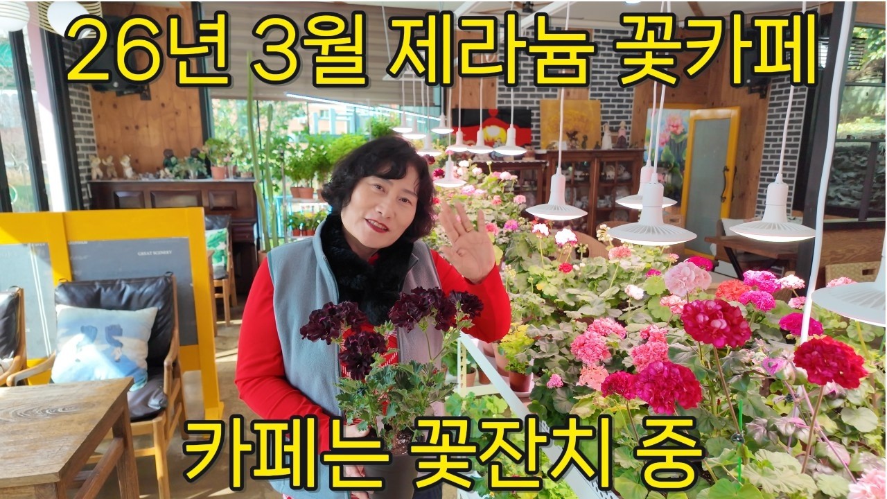 【4K】영미네 제라늄 정원 (26년 3월 제라늄 꽃카페)