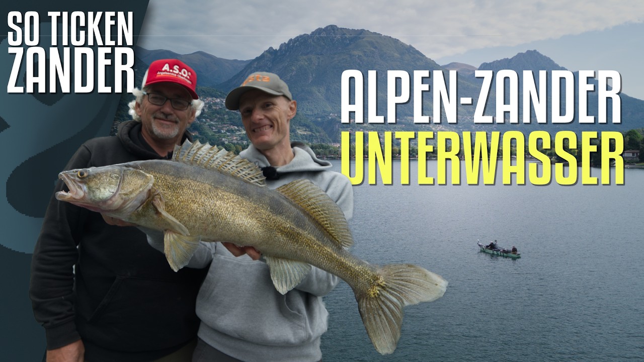 Wir filmen große Alpen-Zander unterwasser! ⛰️ So ticken Zander!