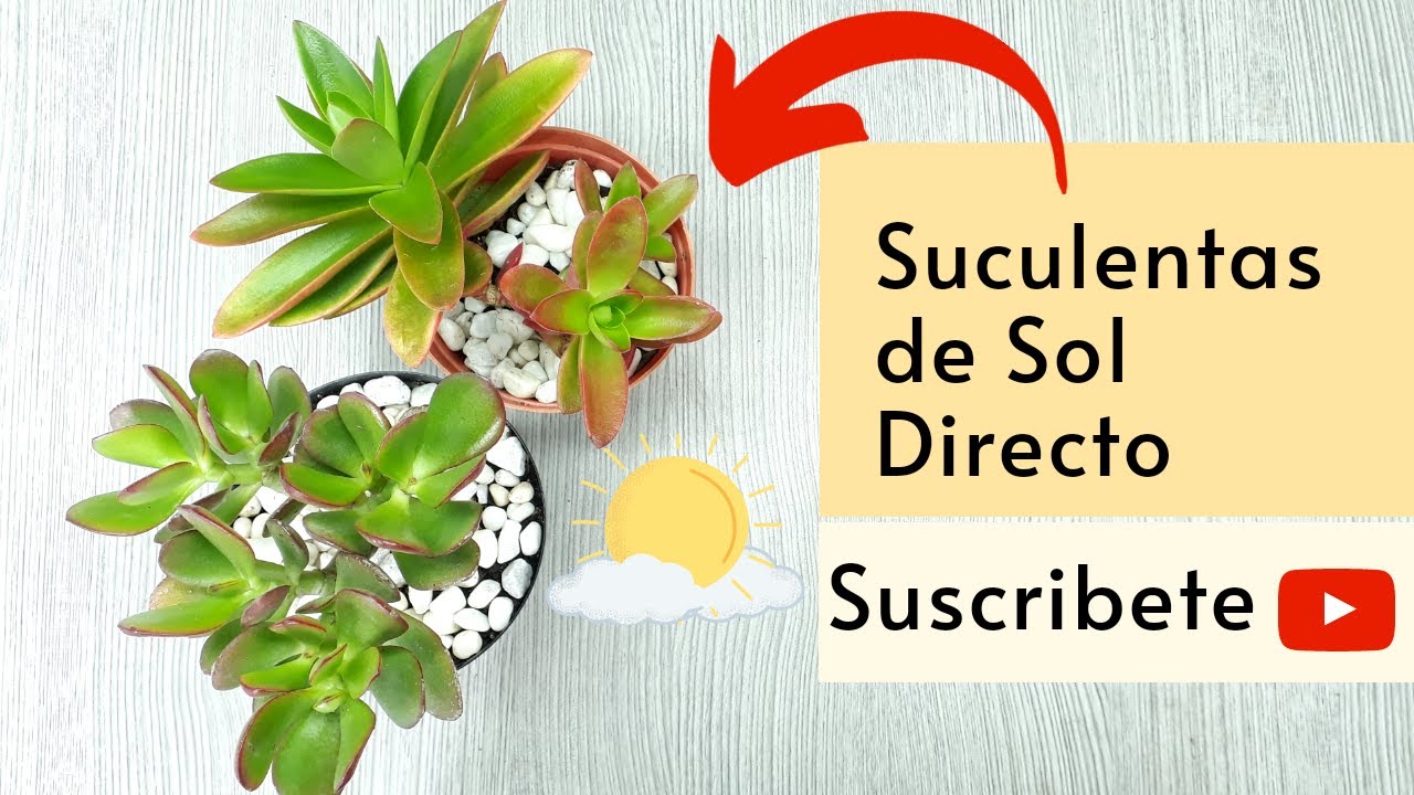 SUCULENTAS de SOL directo | Jardín de la chita