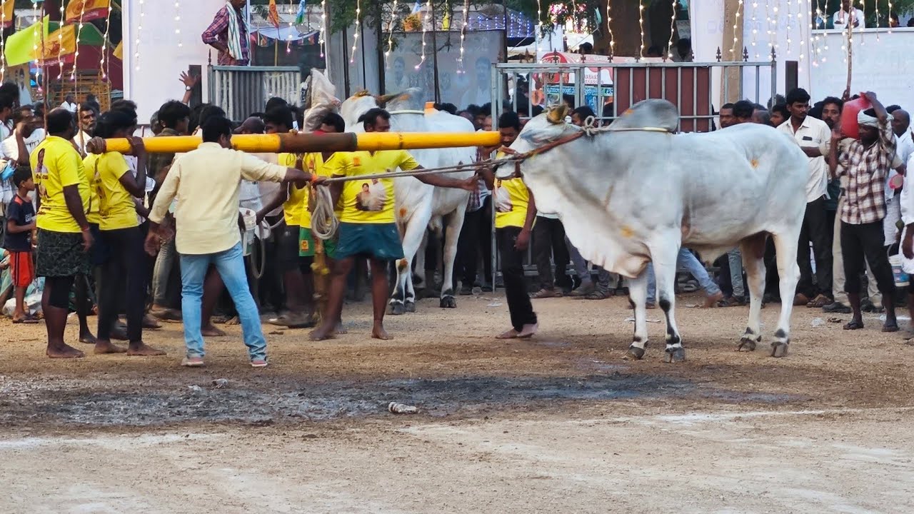 RK bulls న్యూ కేటగిరీ వెలుగొండ 2025