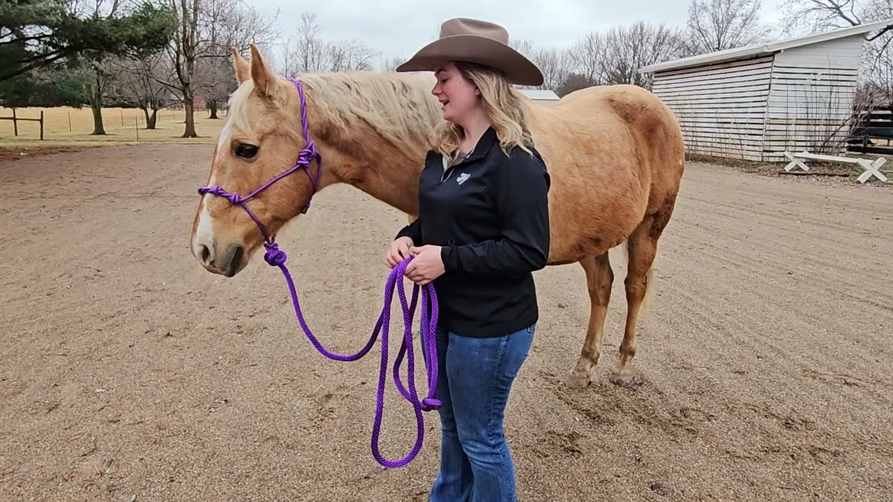 How To: Attach a Lead Rope to a Rope Halter