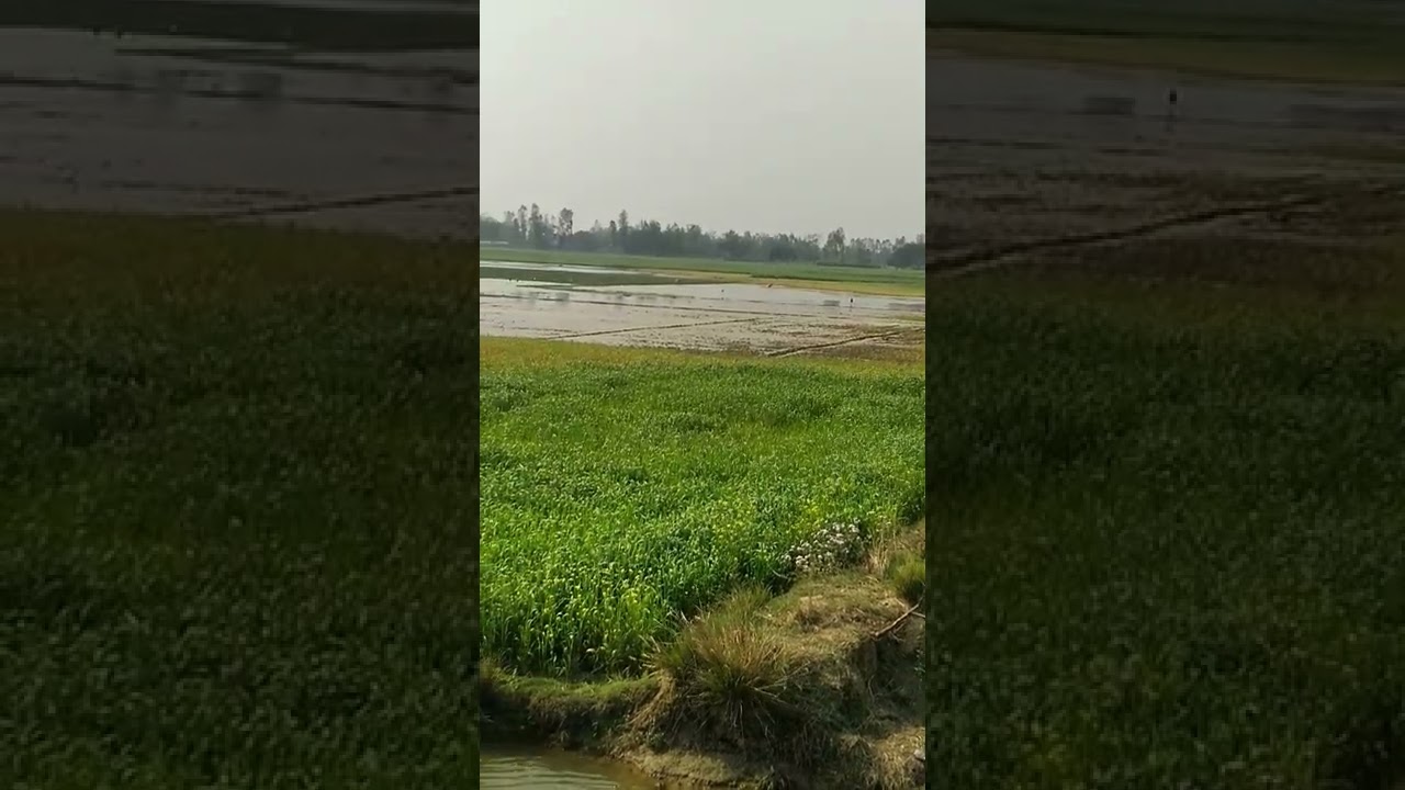 wbeat cover flod #20 acre wheat are floding #viral #farmer#2022trending #sad #people #los #manyton