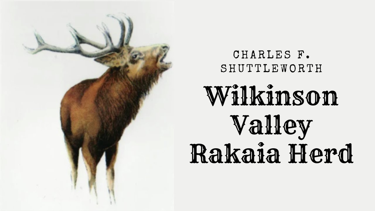 The Rakaia Herd Charles F  Shuttleworth; Wilkinson Valley, Whitcombe River 1934