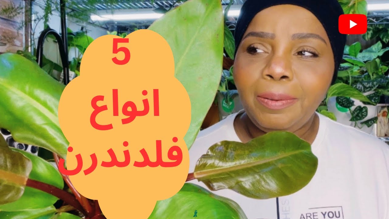 5 انواع فيلودندرن سهلة العناية والاهتمام