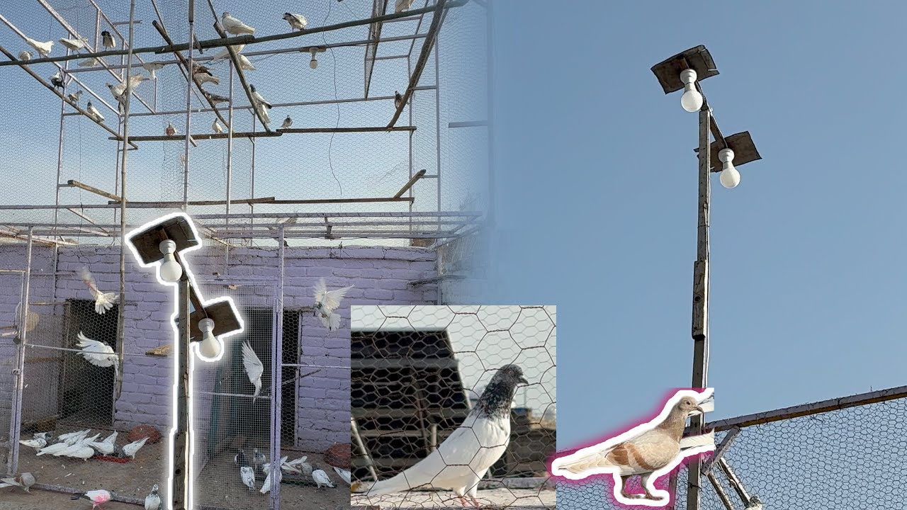 Jall Pa light laga de❤️‍🔥#pigeon #birdspecies #kabootar #pigeonlaver #birds 