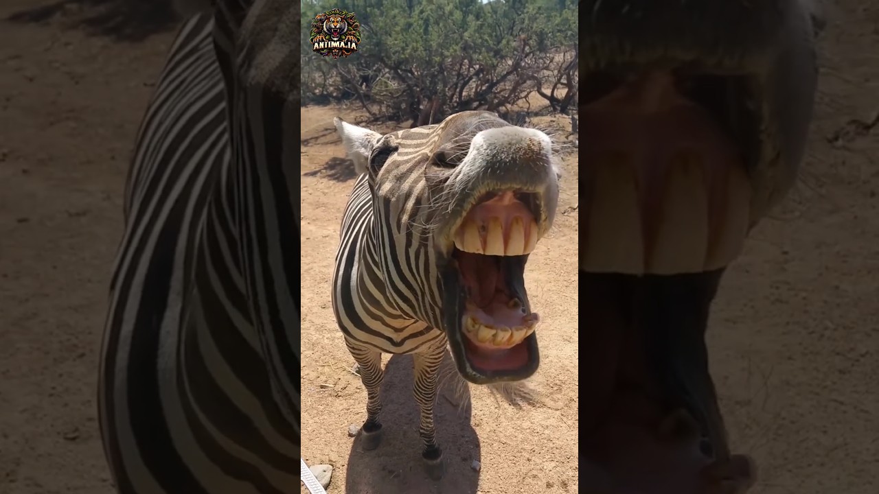 Transformacja zwierzęcia | Zabawna zebra #animalshorts #zwierzęta #zebra #śmieszne