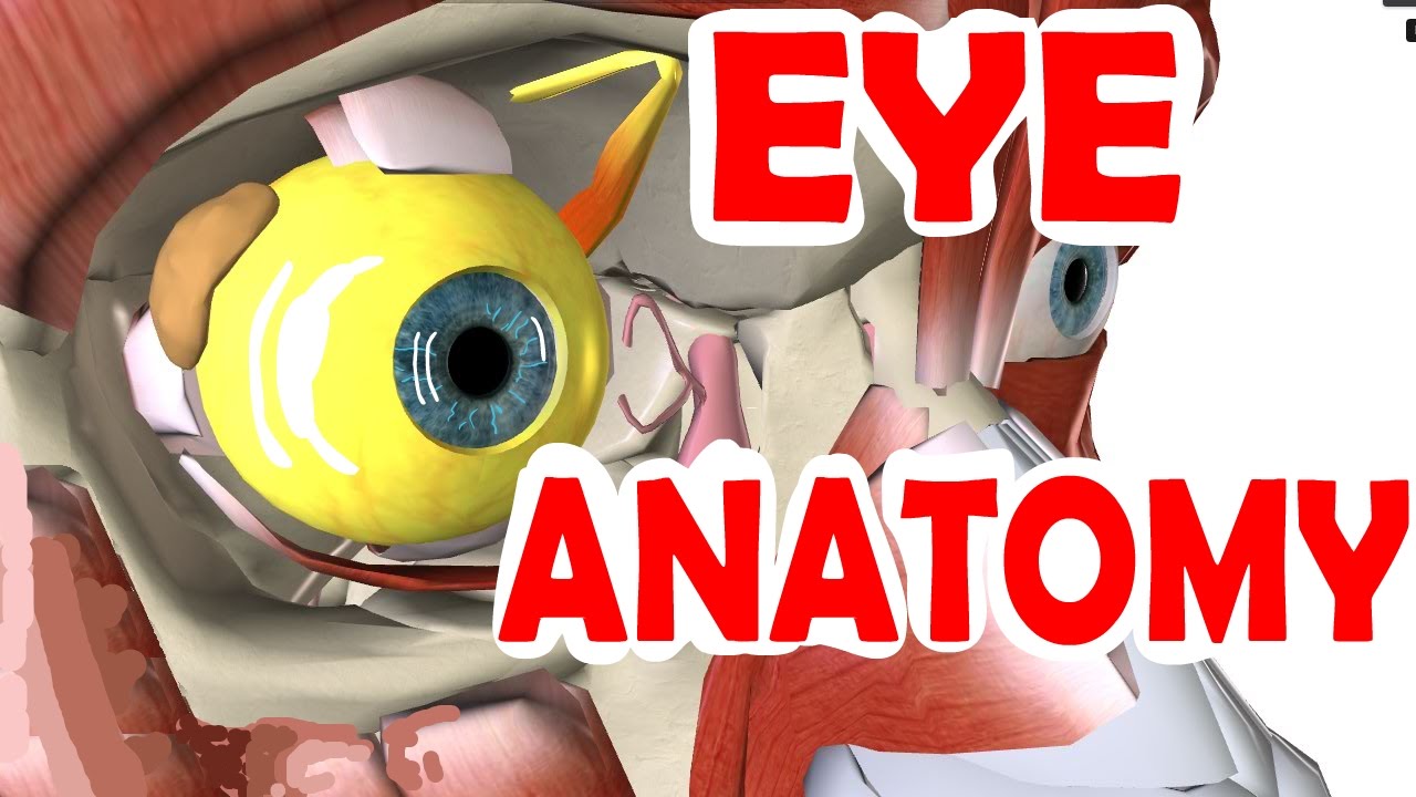Eye Anatomy And Physiology - Pupil, Iris, Retina, Cornea, Sclera, & Lens