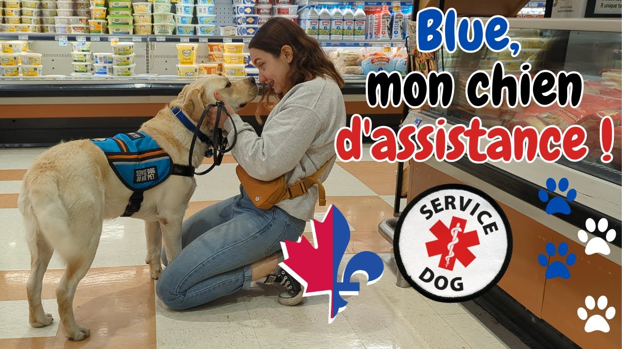 Mon chien d'assistance