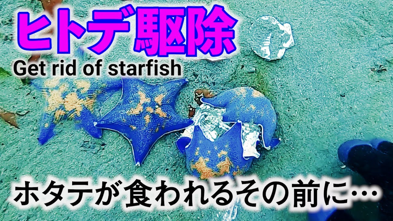 【ヒトデ駆除】うに駆除から数ヶ月…新たな脅威ヒトデ！ホタテを守れ！Get rid of starfish 2021春