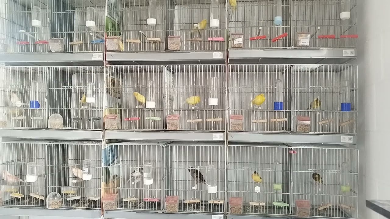 Ratito en el aviario 107(les justa el sonido de la mobylette y el olor a 2 tiempos 😉🤪😁😁😁)