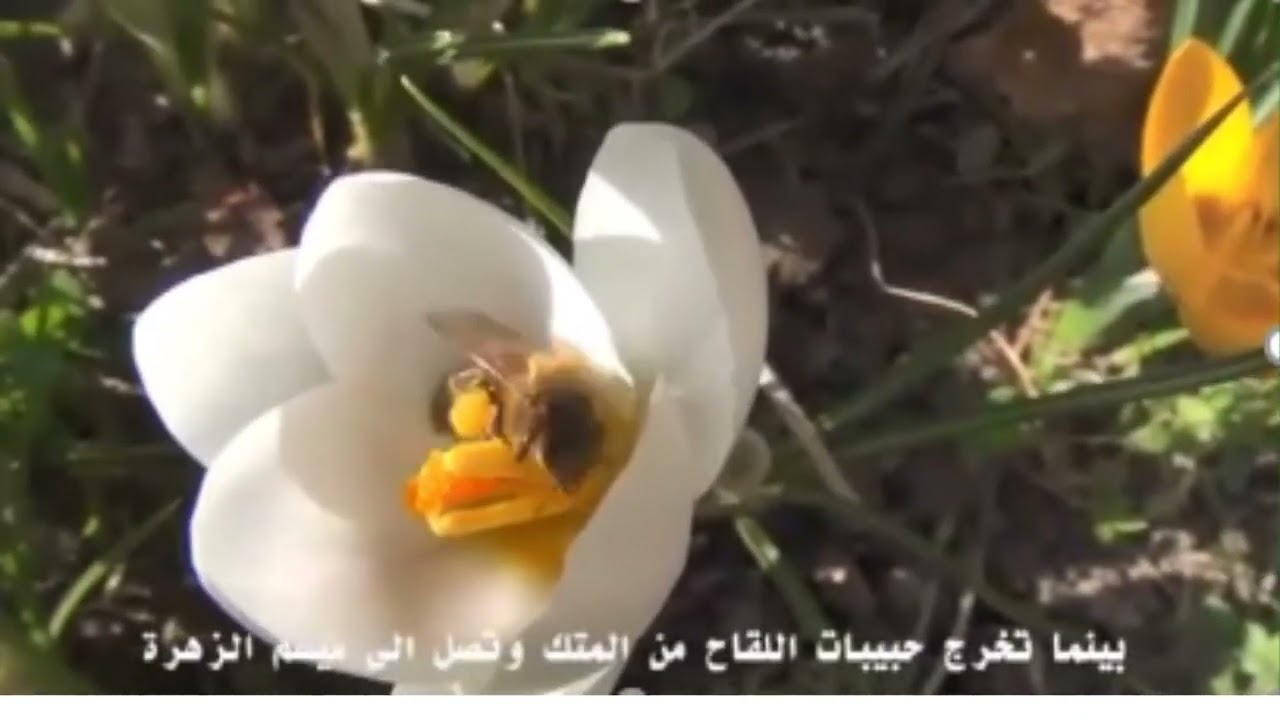 التلقيح في النبات