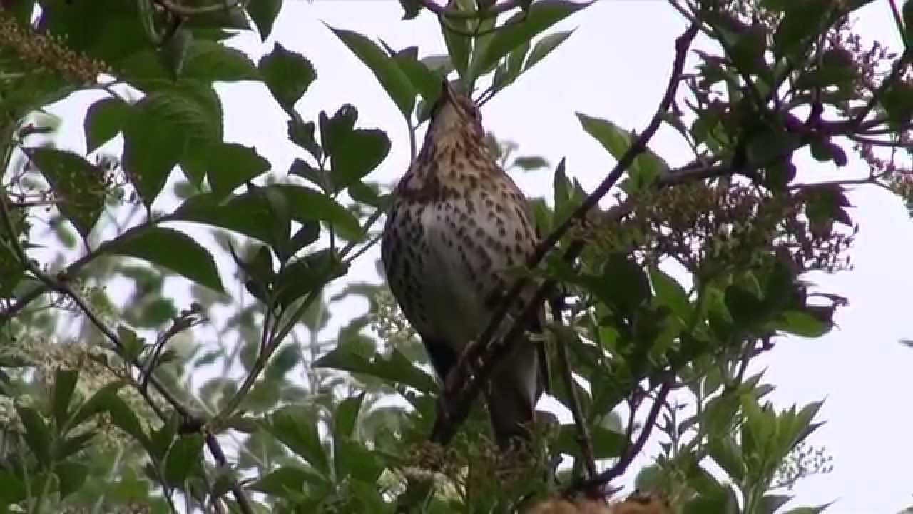 Song Thrush