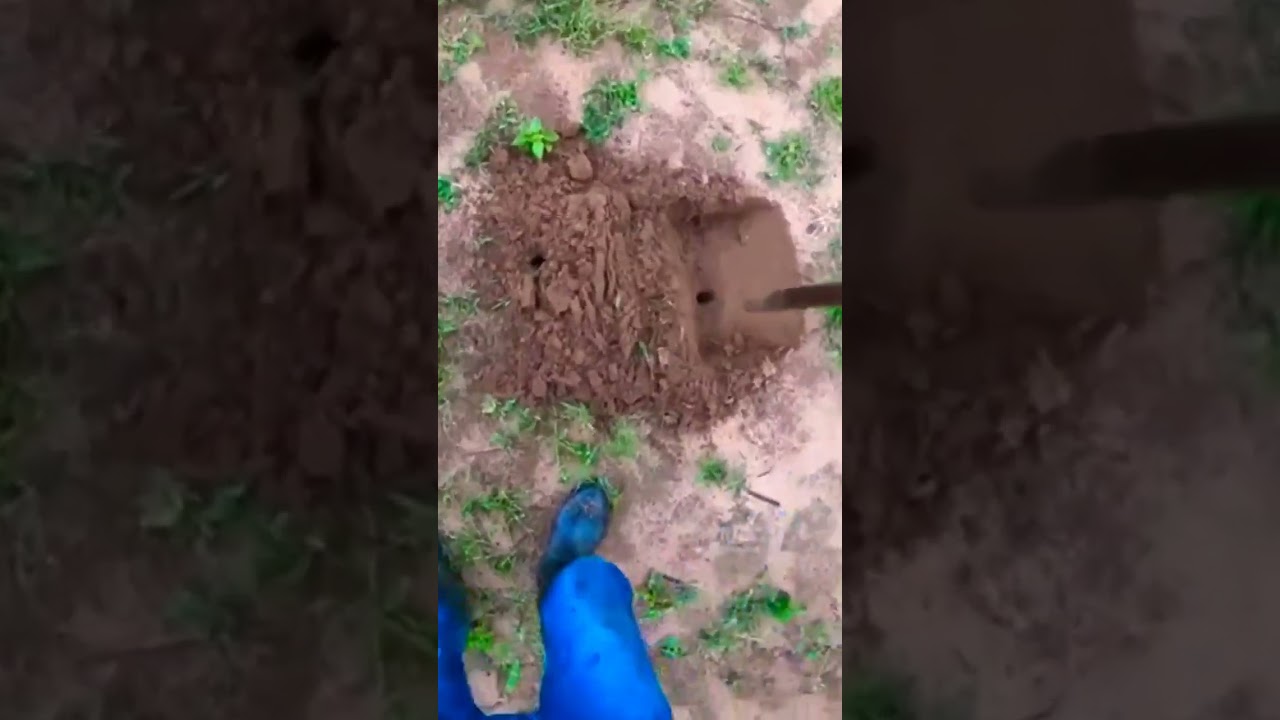 Como plantar mudas de Eucalipto