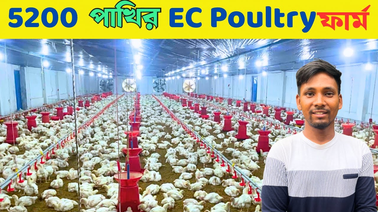 5200 পাখির Ec Poultry Farm এ পাখি নিয়ে কি অবস্থা | Ec Poultry Farm