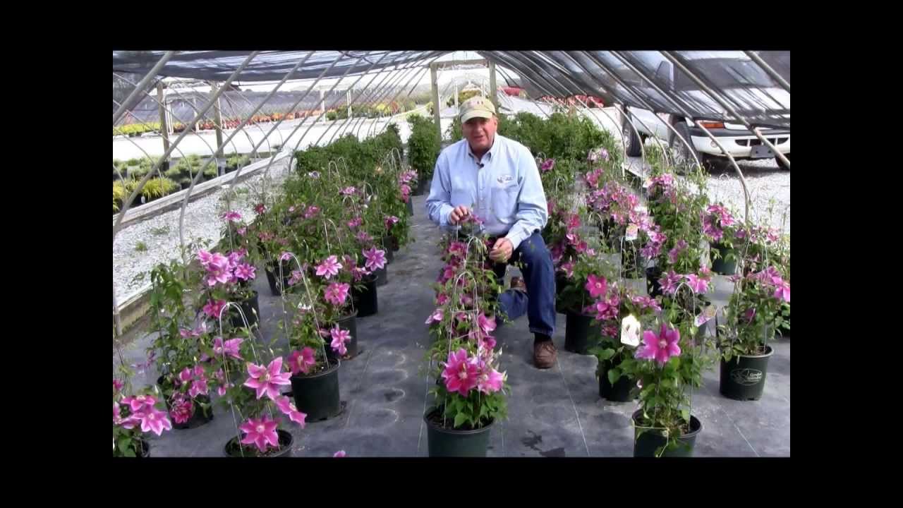 How To Prune Clematis (Large Flowering Hybrids)