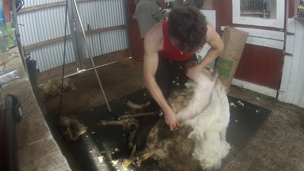 Hvit Sp&aelig;lsau - Norwegian white Sp&aelig;lsau. Prelamb full wool