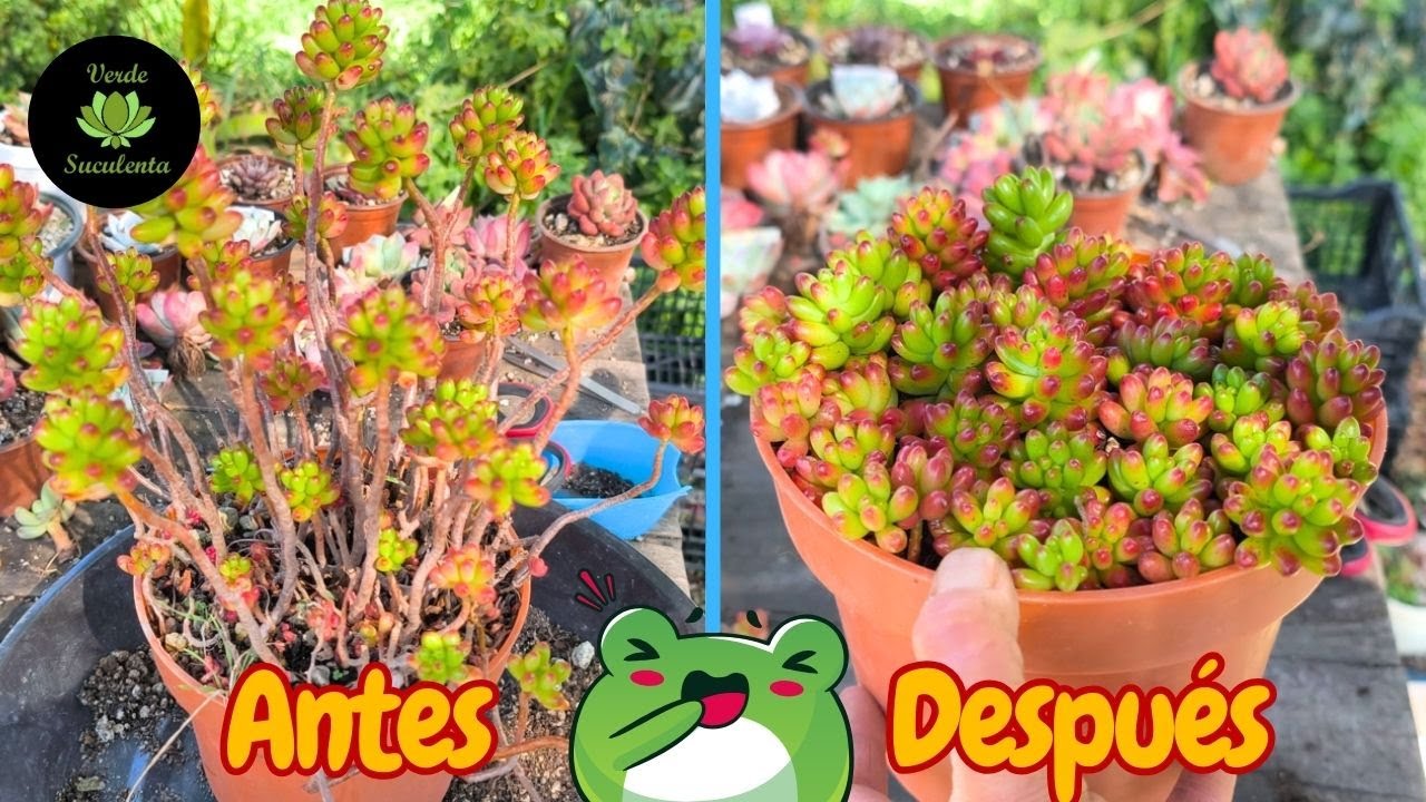 Esto es lo que hago cuando son mas TALLOS QUE HOJAS los SEDUM del jardín. 🌱👀