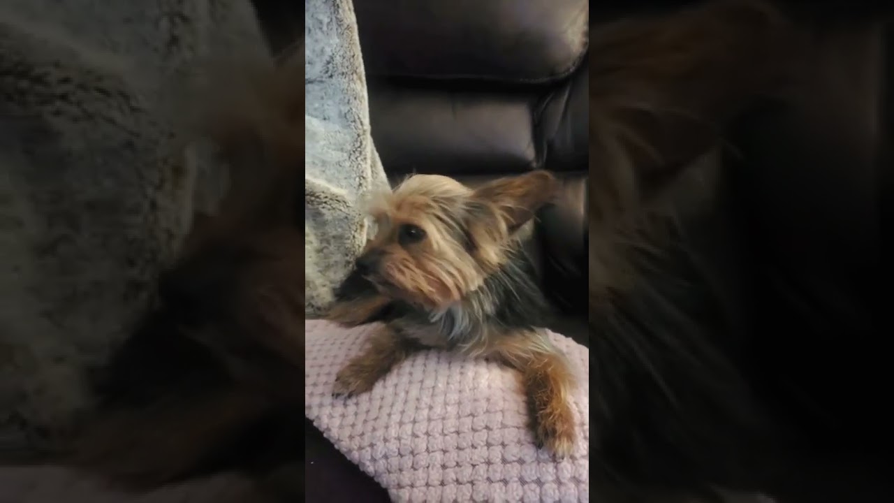 #dogs