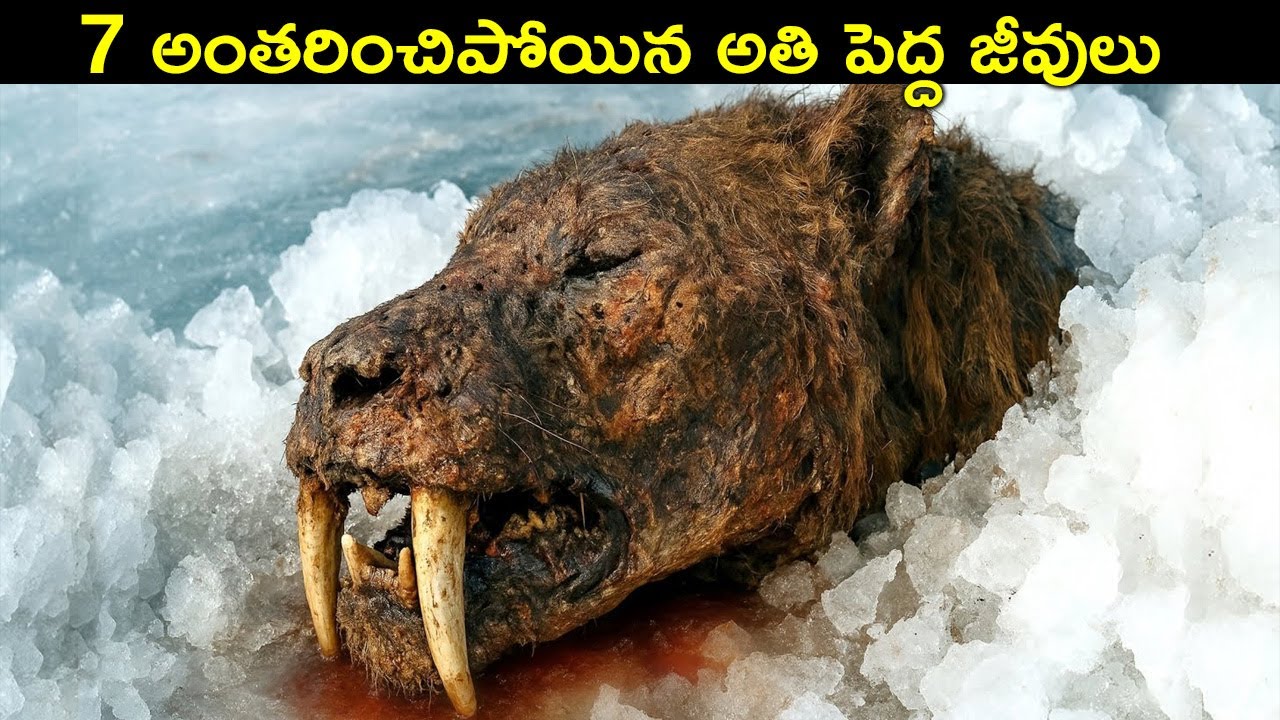 అంతరించిపోయిన 7 అతి పెద్ద జీవులు | Top 7 Extinct Animals That Might Still Be Alive | Animals facts