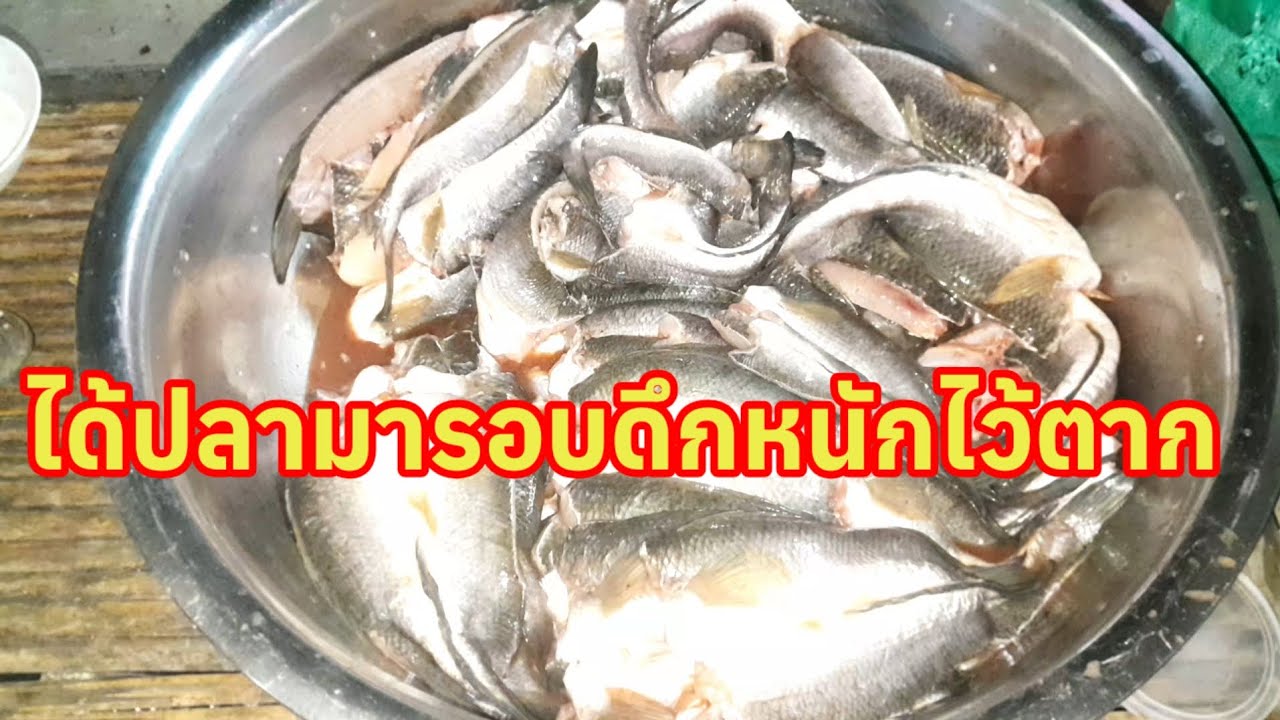 # ปลาช่อนแดดเดียวตัวใหญ่ๆสวยๆใครสนใจทักได้นะคะ