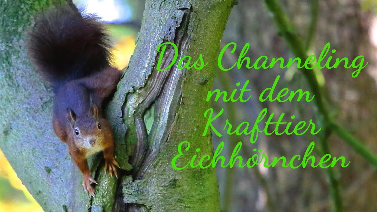 Krafttier Channeling Eichhörnchen