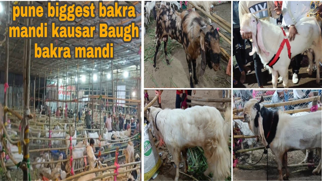 pune biggest bakra mandi || kausar baugh bakra mandi live update|| al noor Goat farm