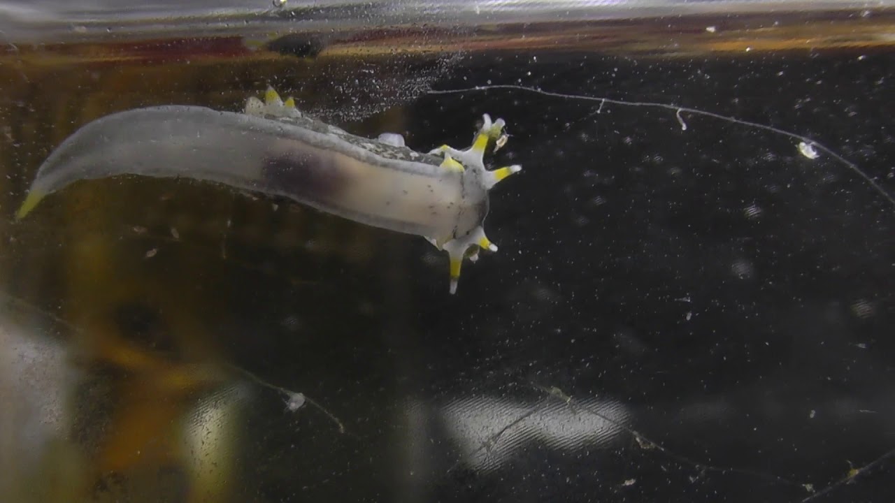 Caprellidae aquarium(Part 2)