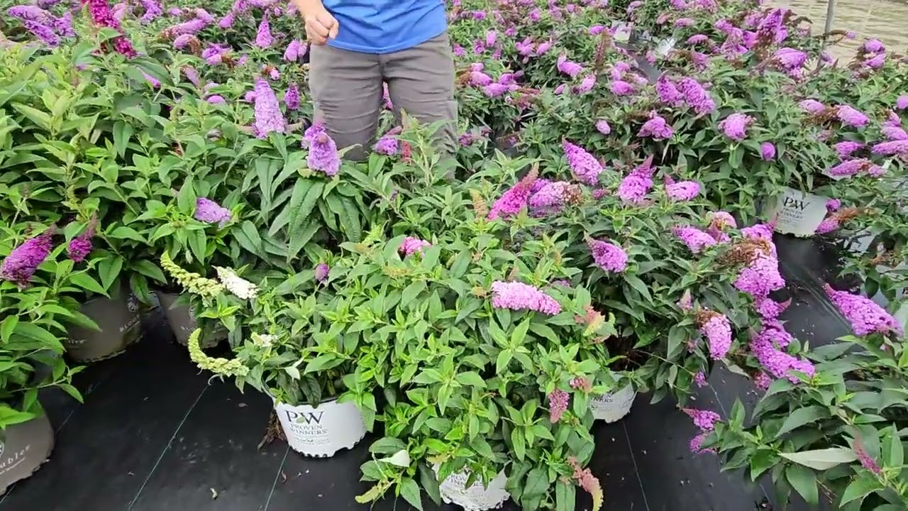 Buddleia 6 25