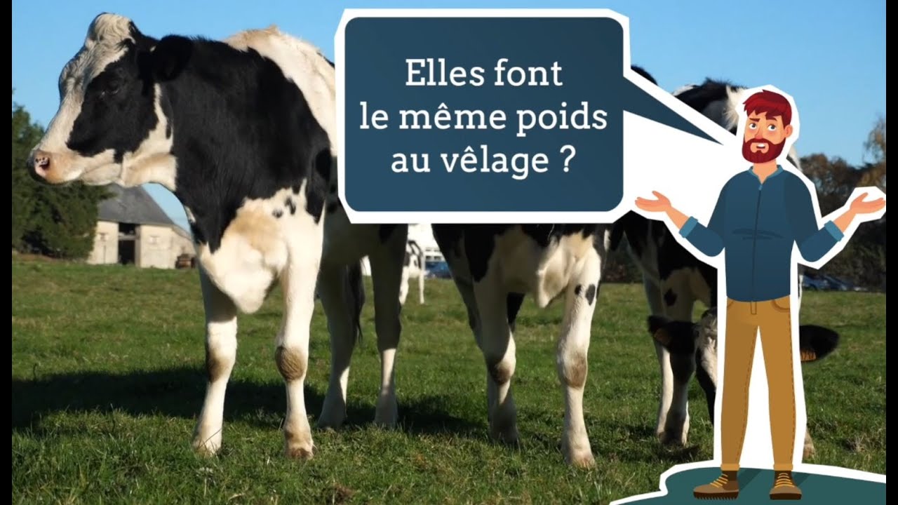 Élevage des génisses laitières: vêlage précoce et conduite économe