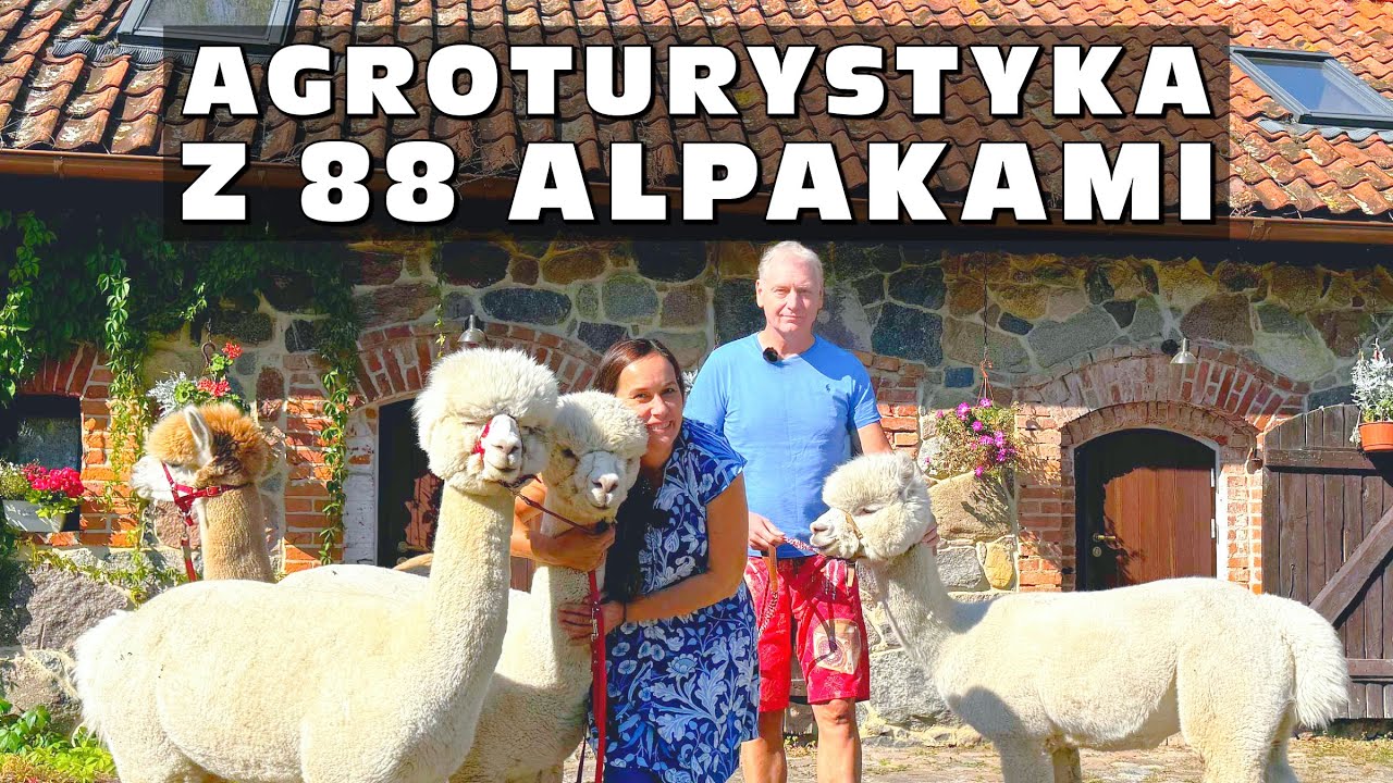 Agroturystyka z 88 alpakami - Gościniec Bocianowo i Slow Life Alpacas na Mazurach