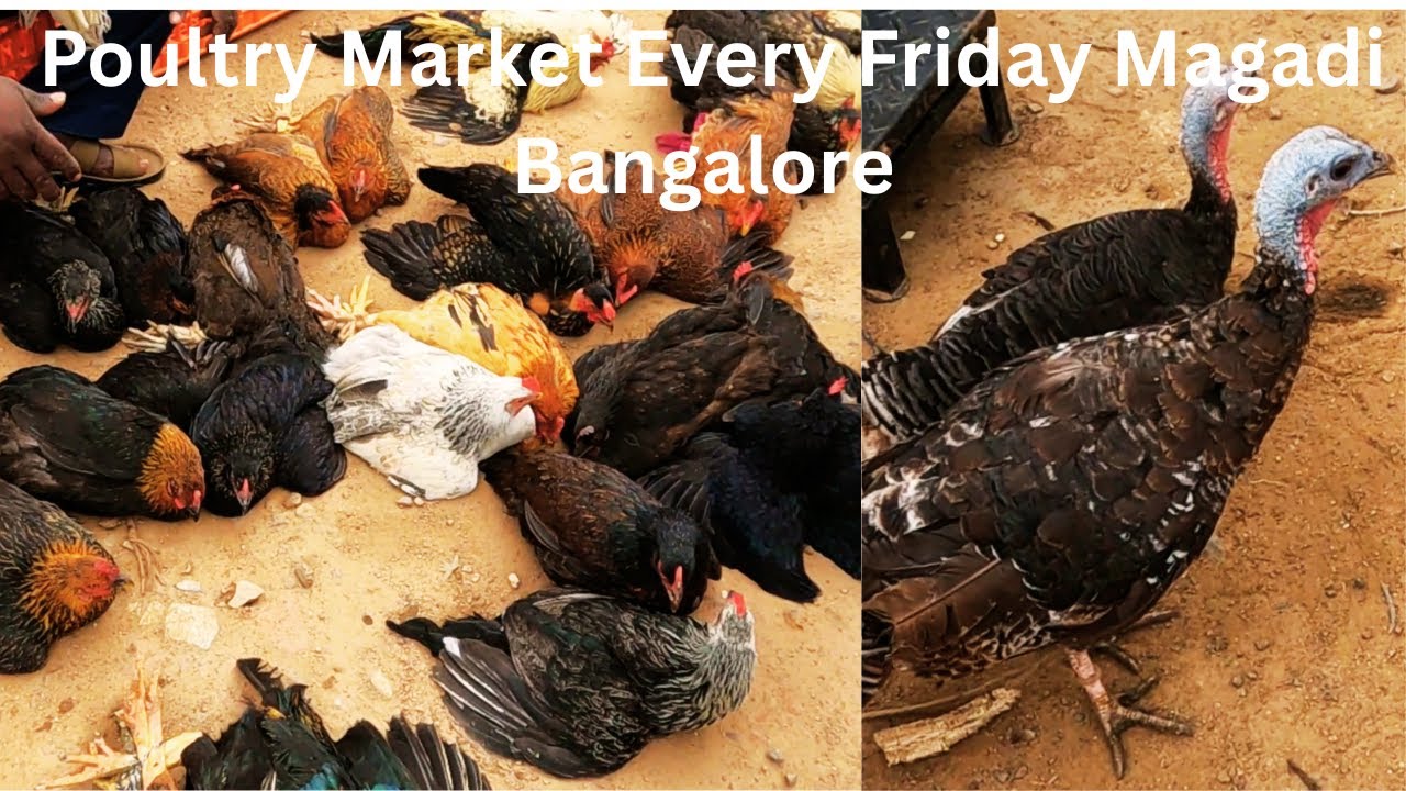 Poultry Market Every Friday Magadi Bangalore /ಪ್ರತಿ ಶುಕ್ರವಾರ ಮಾಗಡಿ ಬೆಂಗಳೂರಿನ ಕೋಳಿ ಮಾರುಕಟ್ಟೆ
