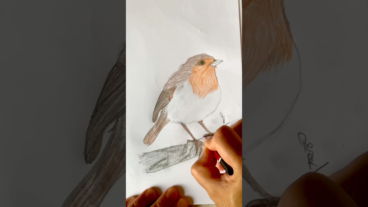 How to Draw a Robin Bird – A Relaxing Drawing