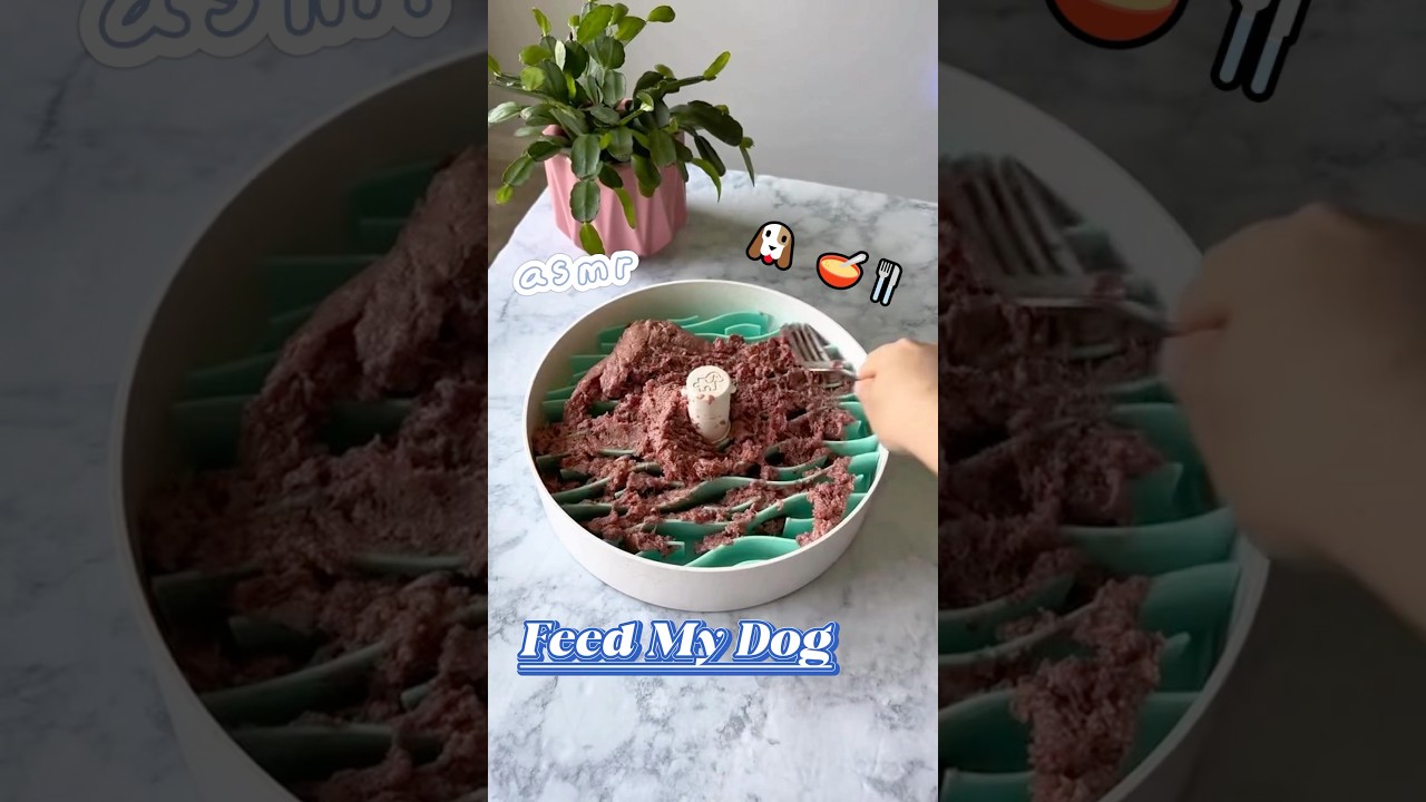 ASMR🎧｜Dog Food Preparation🐶🥣🦴 #asmr #asmrsounds #dogfood #dog #feedshorts #feed #shortsfeed
