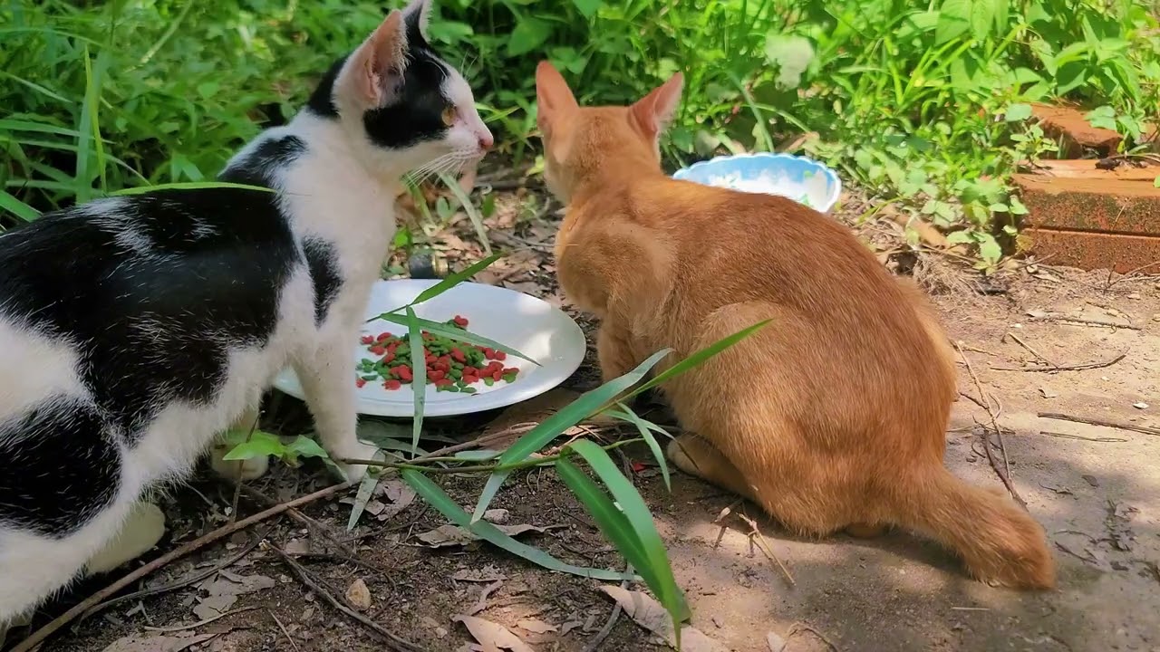 Why Feeding Time Is the Most Special Moment of My Day | Paw & Hoof Life