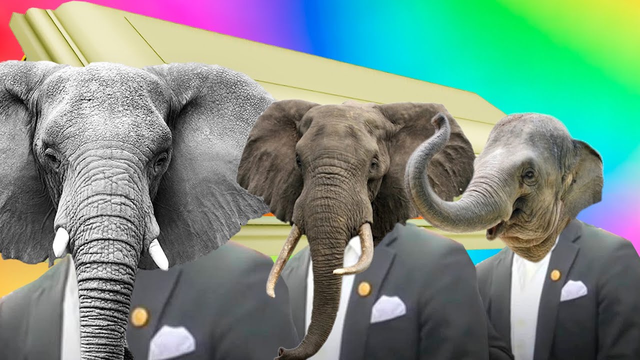 Funny Elephants - Coffin Dance Song (COVER)