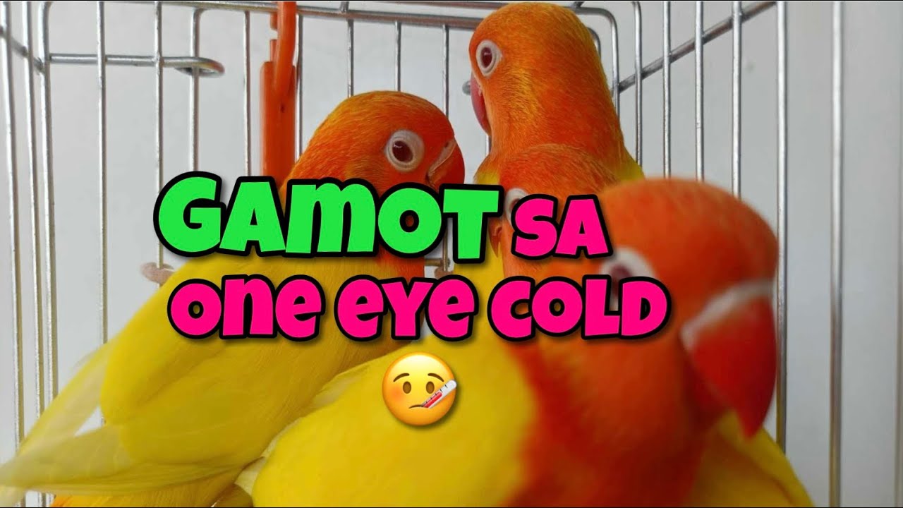 Gamot Sa One Eye Cold