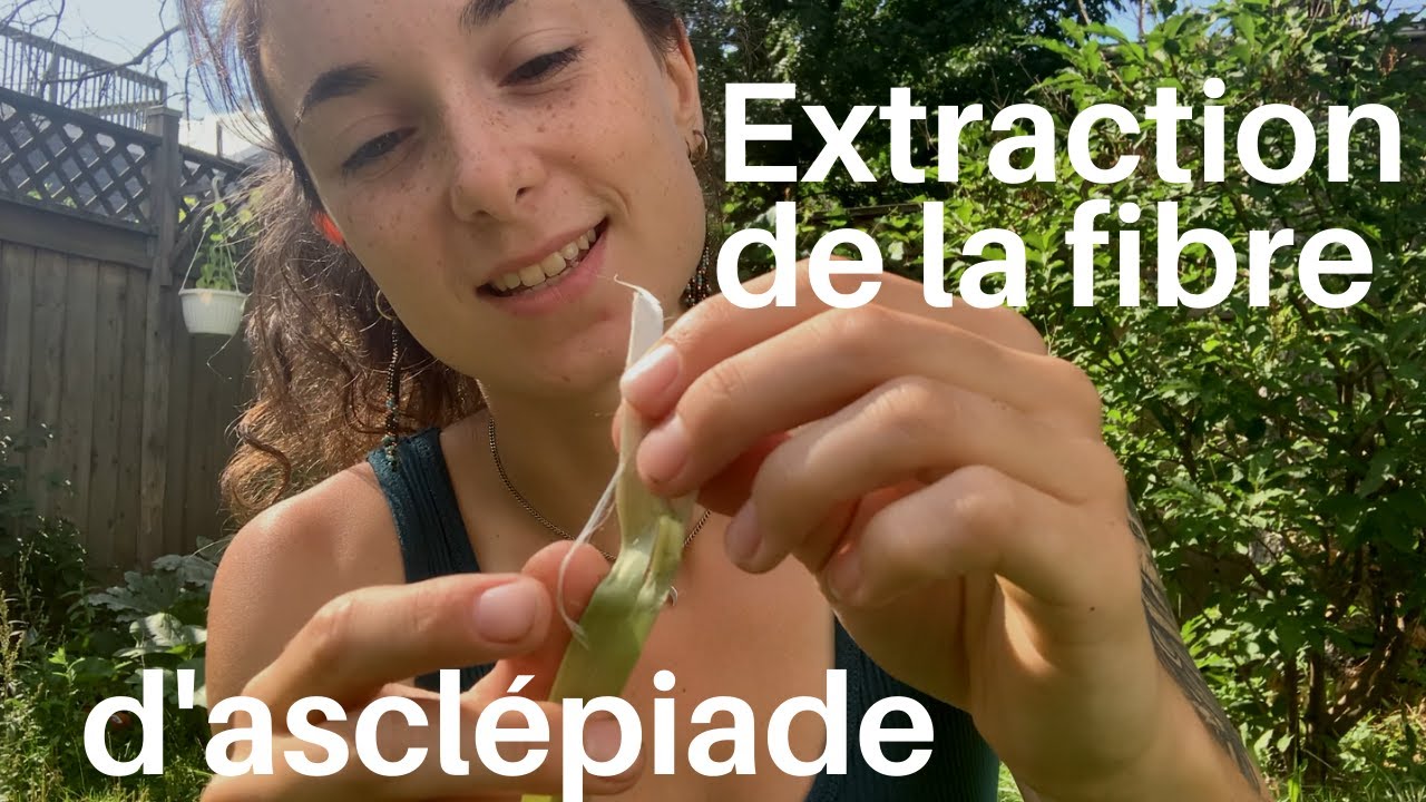 Extraction de la fibre d'asclépiade