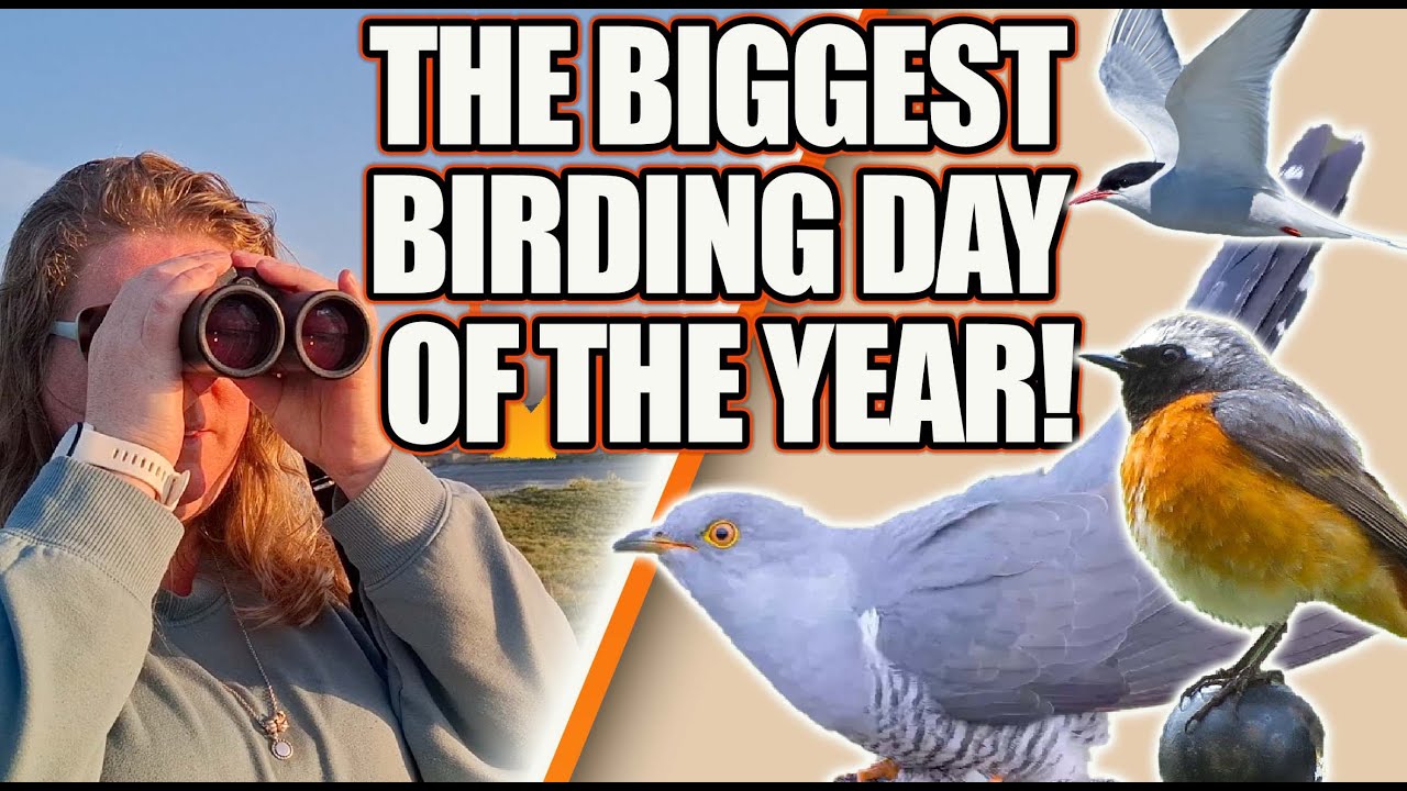 Global Big Day 2025: Our Biggest Birding Day Ever in North Wales!