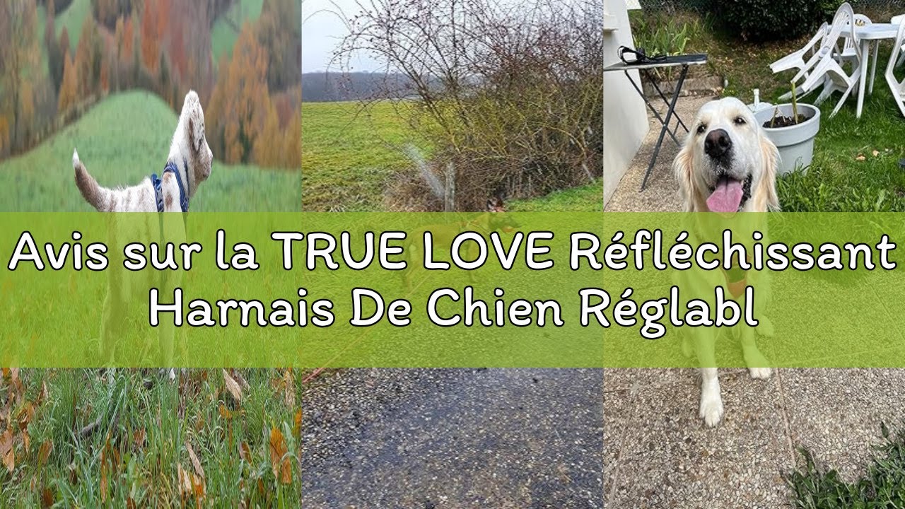 Avis sur la TRUE LOVE Réfléchissant Harnais De Chien Réglable Décourager Tirer Pet Gilet Durable en