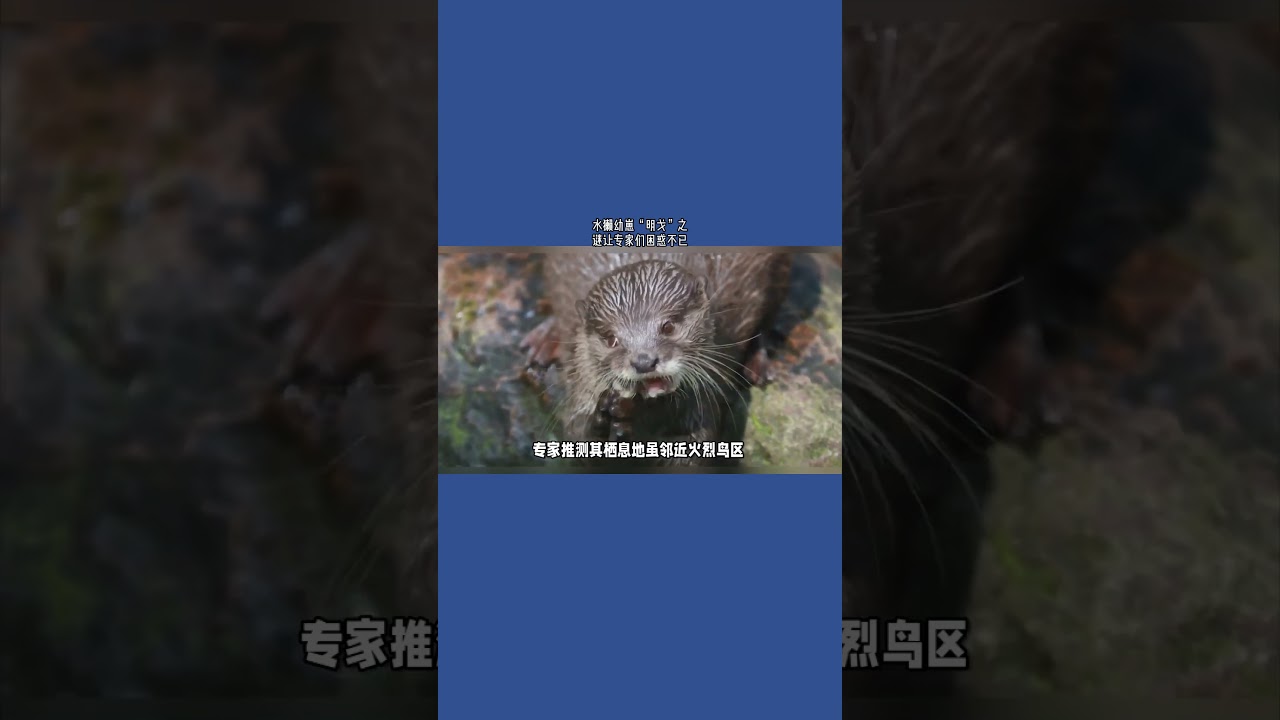 水獭幼崽&ldquo;明戈&rdquo;之谜让专家们困惑不已#英国#英国生活#水獭#幼崽#困惑不已#宠物#动物#日常生活#救援中心