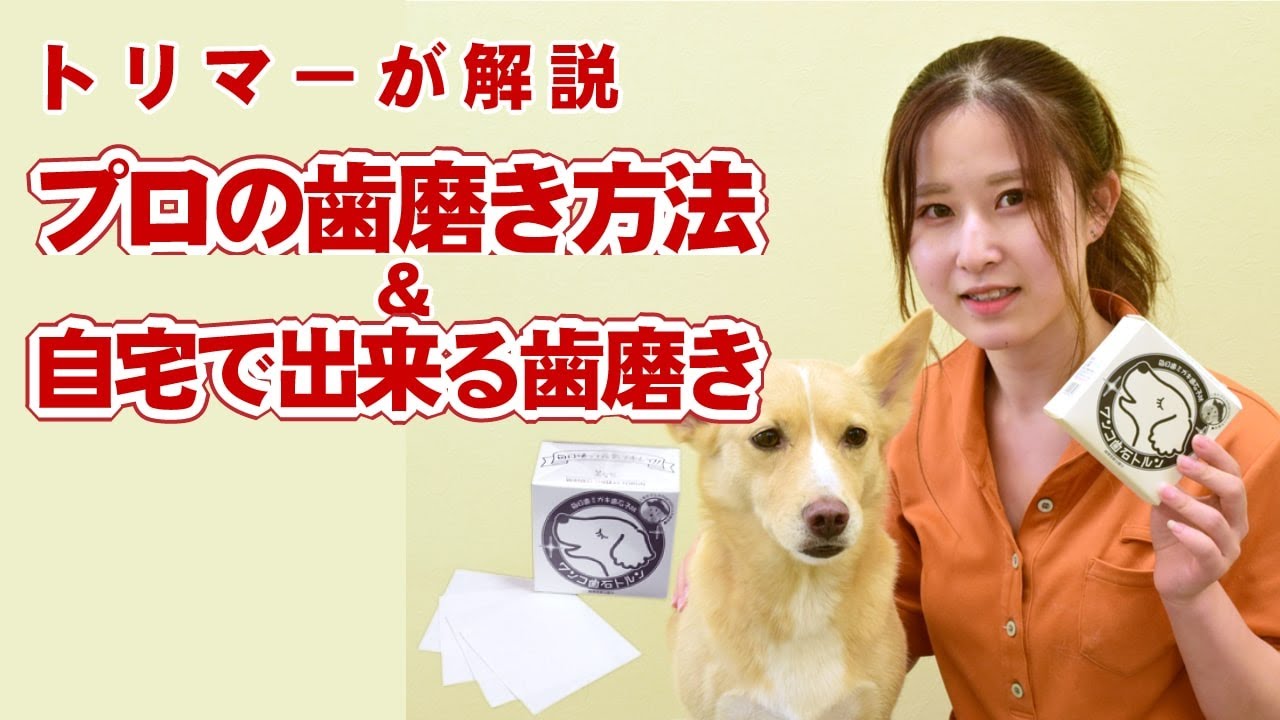 【愛犬の歯磨き】トリマーが解説 プロの歯磨き方法&自宅でできる歯磨き【帝塚山ハウンドカム】