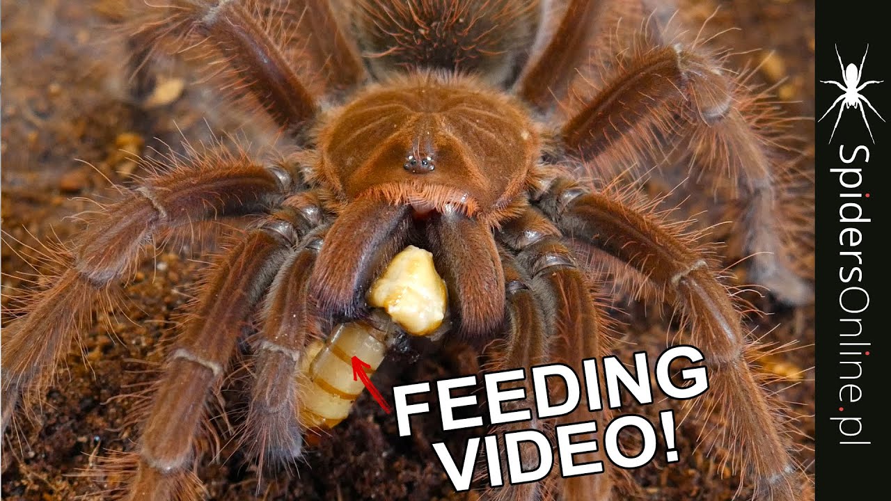 FEEDING czyli karmienie ptaszników - spidersonline.pl