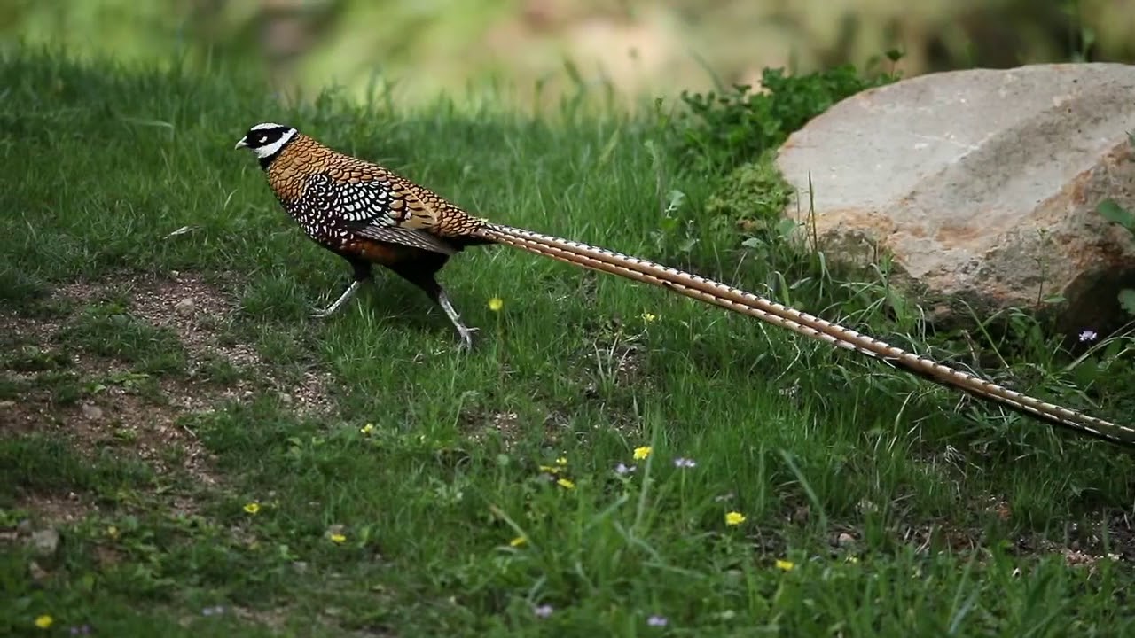Reeve's Pheasant ( Syrmaticus reevesii )