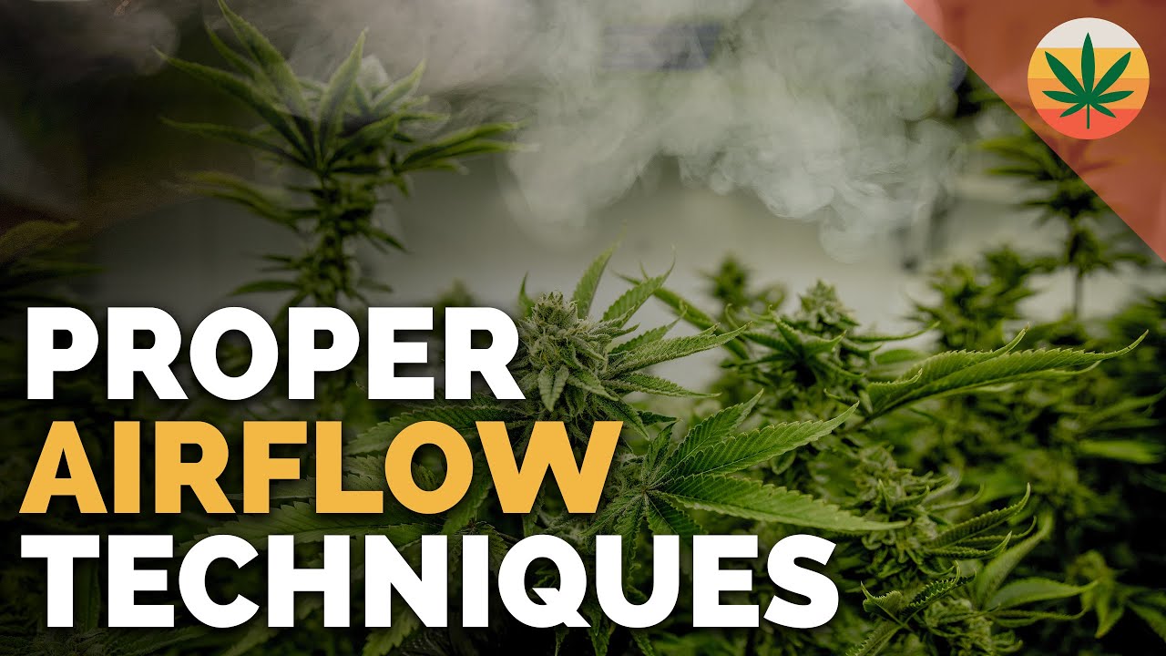 GROW TENT VENTILATION SETUP - FOR BEGINNERS TO GROW CANNABIS AND INCREASE YIELD
